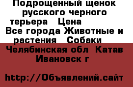 Подрощенный щенок русского черного терьера › Цена ­ 35 000 - Все города Животные и растения » Собаки   . Челябинская обл.,Катав-Ивановск г.